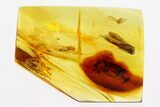 Detailed Fossil Caddisfly and Dance Fly In Baltic Amber #292497-1